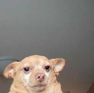 Meet your Posher, Caitlin